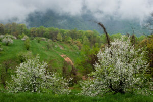 apple orchard