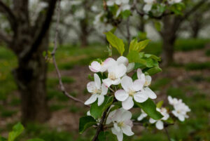 apple blossoms