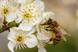 bee foraging on flower