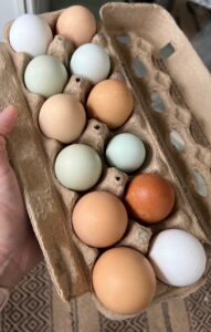 Farm fresh eggs