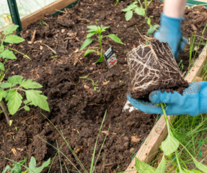 Planting Tomato Seedlings