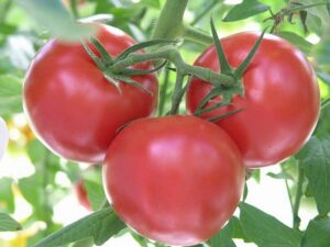 3-tomato cluster
