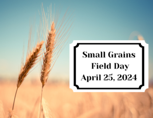 Blue sky faded field two stalks of wheat in focus