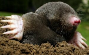 mole coming up from the ground