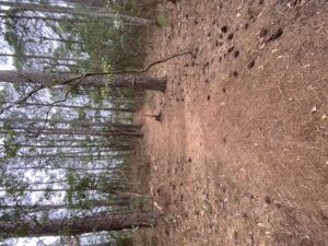 Cover photo for A Walk in the Woods