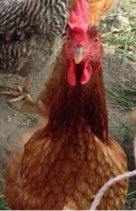 Chicken Picture Rooster