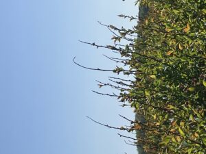 Cover photo for Cold Damage in Blueberry