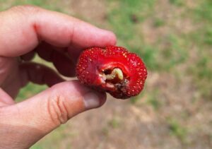 An opened strawberry fruit hold by a person showing a grown corn earworm larva inside