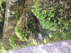 photo of boxwood planting with multiple plants i
