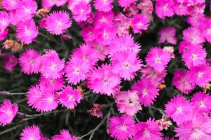 Cover photo for Pitt County Arboretum Plant Swap