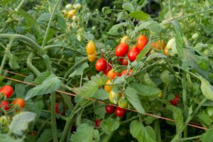 Cover photo for Ashe County Pest Report Survey