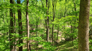 Cover photo for Summer Tree ID Workshop