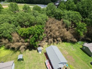 Aerial image of bamboo that has flowered and died in Gamewell. (photo credit: Seth Nagy)