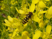 Bee on Flower