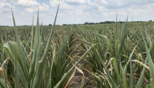 Cover photo for Moving Forward From Dry Weather