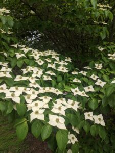 Cover photo for Flora Fridays - June 14, 2024