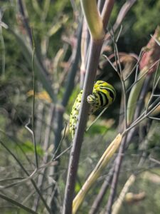 Cover photo for Flora Fridays - June 28, 2024