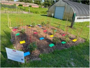 Cover photo for Summer 2024 Horticulture Newsletter