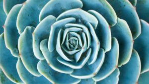 Cover photo for Succulent Container Workshop