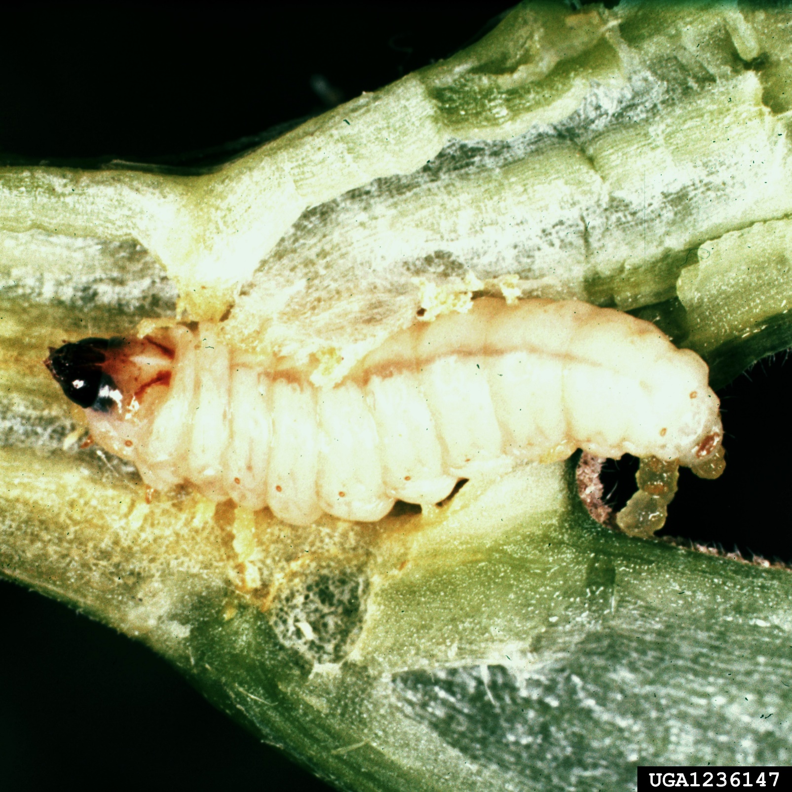 Controlling Squash Vine Borers N.C. Cooperative Extension