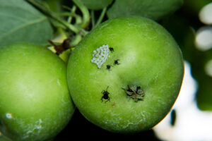 Brown marmorated stink bug nymphs
