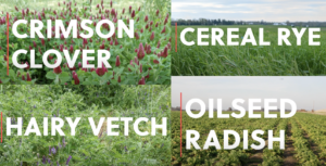 Cover photo for Conservation Agronomy Program Rolls Out ‘Know Your Cover Crop Series’