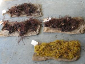 Cover photo for Food Safety and Value-Added Products for Medicinal Herb Growers