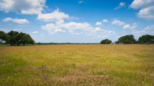 Cover photo for Drought Management Tips for Pasture-Based Livestock Producer