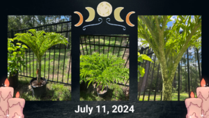 Cover photo for We've Been Hoodooed by Our Voodoo Lily!