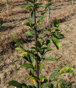 Cover photo for Leaf Scorch