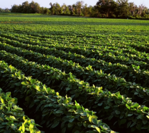 Soybean crop