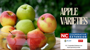 Cover photo for Apple Varieties