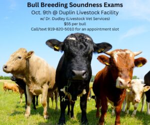 Cover photo for Bull Breeding Soundness Exams | October 9, 2024