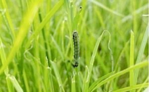 Cover photo for Control Options for Fall Armyworms in Pastures and Hayfields