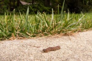 Cover photo for Fall Armyworms on the Move