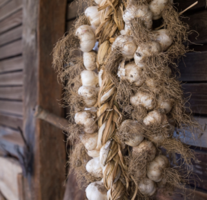 string of garlic tied outside