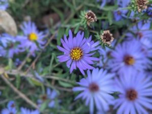 purple aster growing