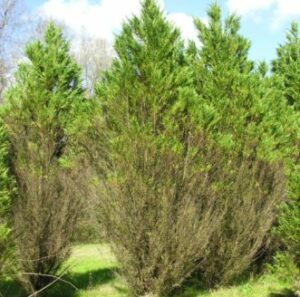 Cover photo for What's Wrong With My Leyland Cypress?