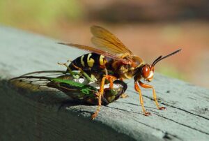 Cover photo for Cicada Killer Wasps