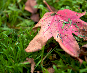 Leaf on Fall Lawn