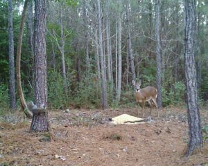 A deer standing in a pine forest