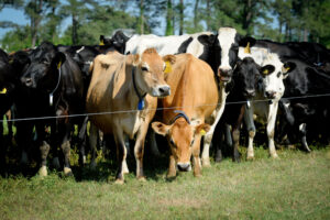Cover photo for Rotational Grazing Demonstration