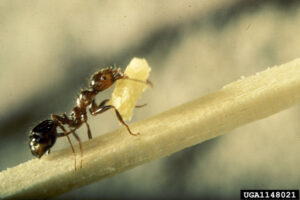 An ant carrying a small piece of food as it walks along the stem of a green plant.