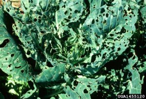 Collard greens with visible cabbage worm damage, characterized by irregular holes and chewed leaves.