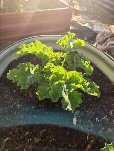 kale growing in containers
