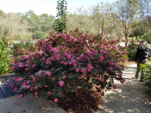 Cover photo for Privacy Hedges: How We Should Use Plants to Hide