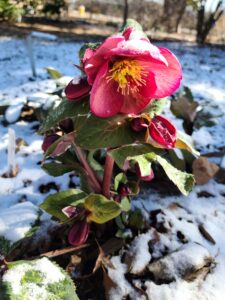 Helleborus_Photo by Amanda Bratcher