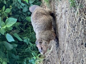 Photo of a groundhog walking