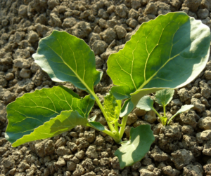 Broccoli seedling