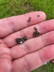 Ground pearl eggmass